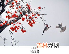 三九天从什么时候开始至结束,2022三九天从什么时候开始至结束 2022年三九天从何时开始到结束