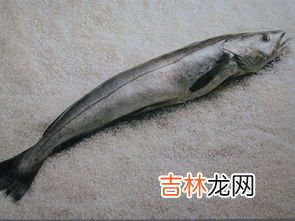 黄鳝鱼的营养价值,黄鳝对人的身体有哪些好处？它的营养价值有哪些？
