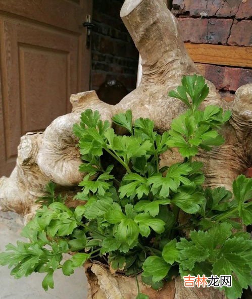 花毛莨的养殖方法,花毛茛的养殖方法