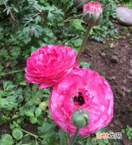 花毛莨的养殖方法,花毛茛的养殖方法