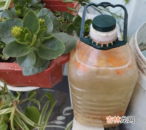 黄豆怎么做花肥肥料,怎么用黄豆做花肥?