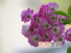 花西子散粉色号怎么选,花西子蜜粉哪个色号更自然好用、选2号还是3号、几号色好用