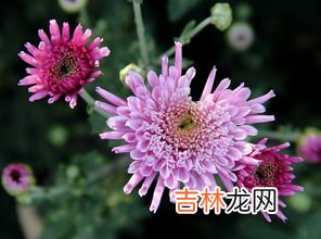 花中隐士是什么花的雅称,花中隐士是什么花的别称