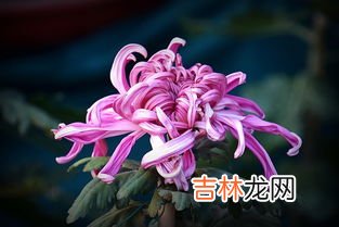 花中隐士是什么花的雅称,花中隐士是什么花的别称