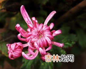 花中隐士是什么花的雅称,花中隐士是什么花的别称
