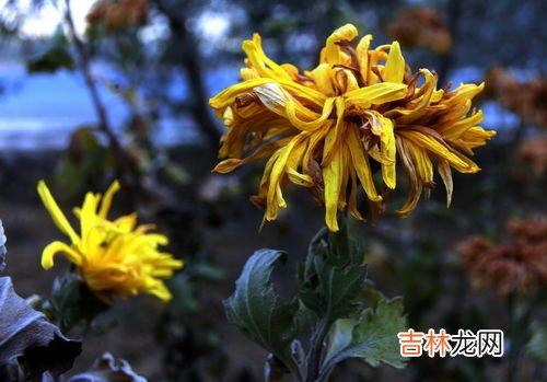 花中隐士是什么花的雅称,花中隐士是什么花的别称