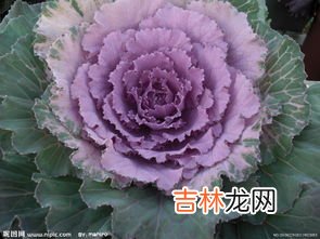 羽衣甘蓝磨成粉后还有营养吗,羽衣甘蓝粉和青汁有什么区别?