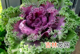 羽衣甘蓝磨成粉后还有营养吗,羽衣甘蓝粉和青汁有什么区别?