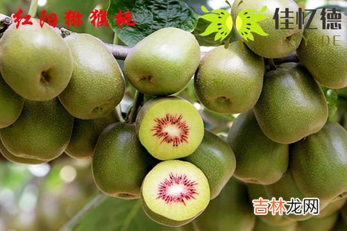 红心猕猴桃几月成熟,猕猴桃成熟季节是几月份?