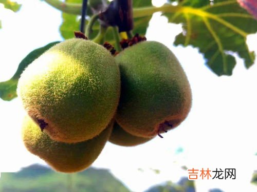 红心猕猴桃几月成熟,猕猴桃成熟季节是几月份?