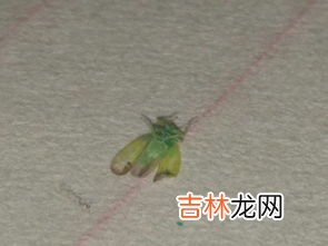 桌子上有蚂蚁怎么处理能消灭,办公桌上有小蚂蚁怎么办?