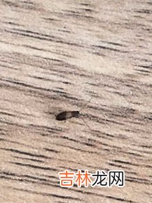 桌子上有蚂蚁怎么处理能消灭,办公桌上有小蚂蚁怎么办?