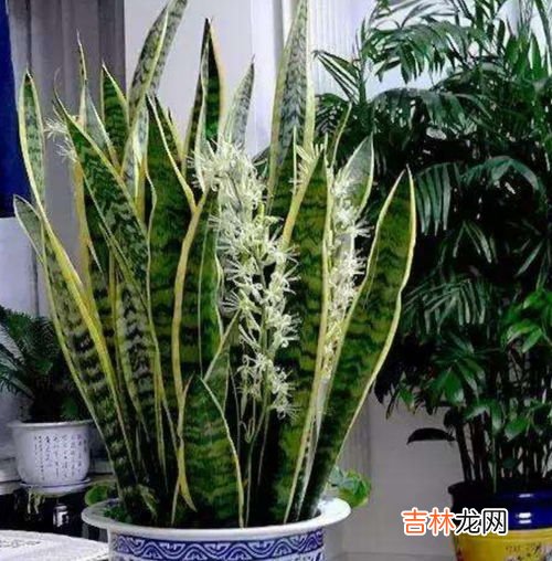 虎尾兰开花吗,虎尾兰会开花吗?