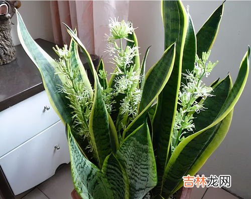 虎尾兰开花吗,虎尾兰会开花吗?