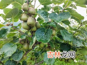 红心猕猴桃的功效与作用,红心狝猴桃有哪些营养价值