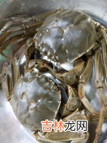 海蟹死了能不能吃了,死了的螃蟹可以吃吗?