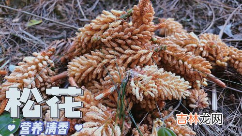 松树花粉的作用与功效,松树粉的作用与功效