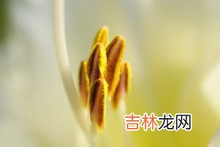 松树花粉的作用与功效,松树粉的作用与功效