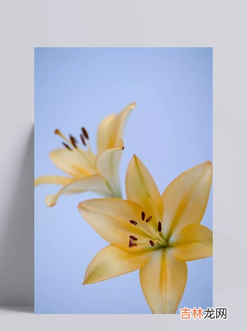 黄色百合花语,百合花的花语和寓意