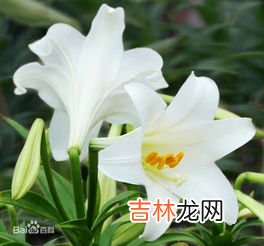 黄色百合花语,百合花的花语和寓意