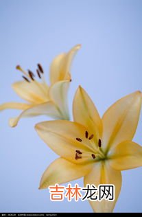 黄色百合花语,百合花的花语和寓意
