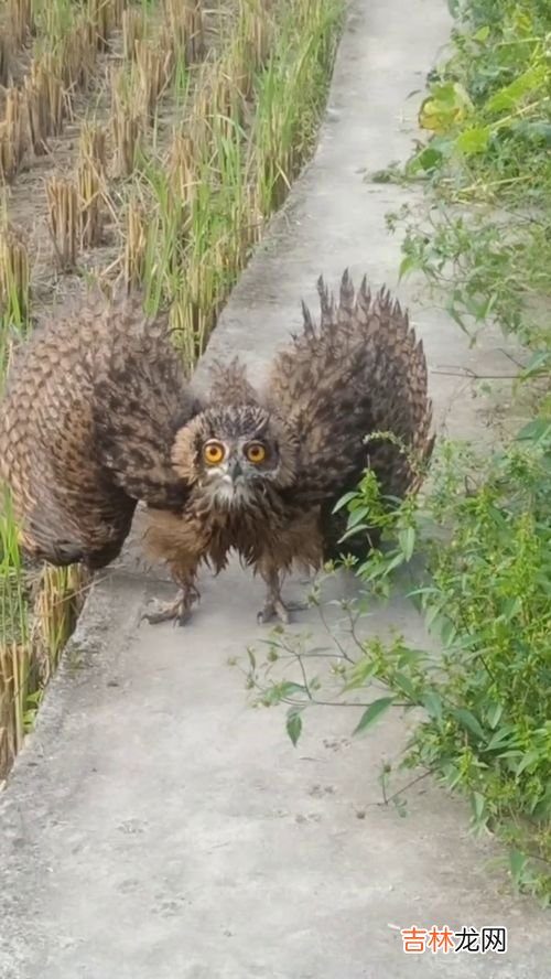 虎头蜂是不是国家保护动物,是虎头蜂厉害还是马蜂厉害？