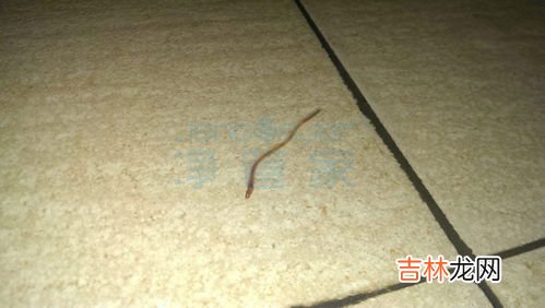 红线虫是怎么长出来的,红线虫怎么繁殖