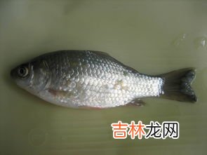 红线虫是怎么长出来的,红线虫怎么繁殖