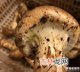 松茸保鲜方法还是冷冻,松茸储存用冷冻好还是冷藏好,松茸的保存方法冷冻