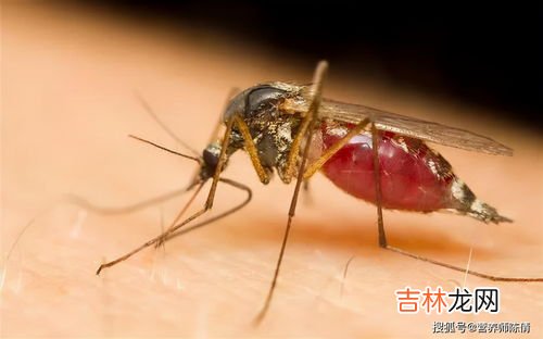 风油精可以消蚊子包吗,风油精可以消蚊子包吗 正确防蚊止痒的方法看过来