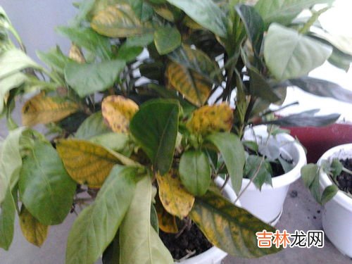 黄皮树叶子发黄怎么办,黄皮树叶子发黄怎么办,是什么病