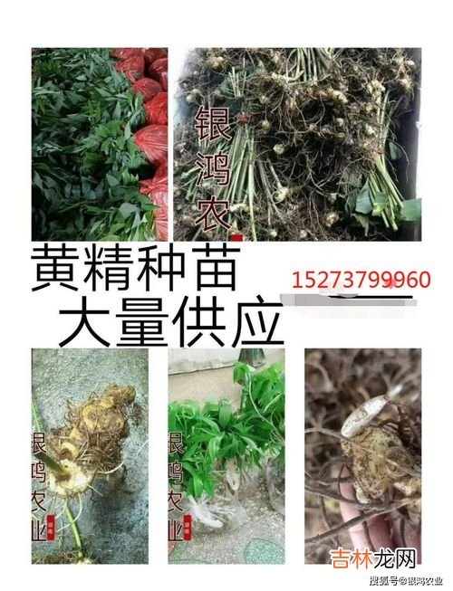 黄精的种植方法,怎么种植黄精