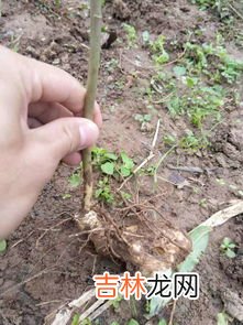 黄精的种植方法,怎么种植黄精