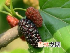 桑椹和枸杞子一起吃可以吗,桑葚可以和枸杞一起喝吗?桑葚能和枸杞一吃喝吗?