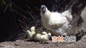 怎么炖出颜色金黄的鸡汤,如何把鸡汤熬至金黄？有什么好的办法？