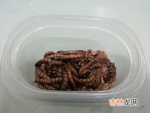 黄粉虫吃什么食物,黄粉虫吃什么食物？