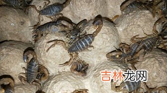 黄粉虫吃什么食物,黄粉虫吃什么食物？