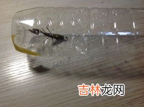 黄粉虫吃什么食物,黄粉虫吃什么食物？