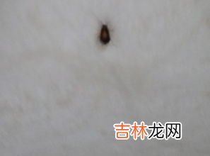 厨房好多蟑螂怎么消灭,厨房蟑螂太多怎么消灭干净