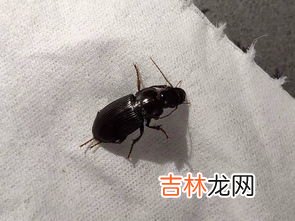 厨房好多蟑螂怎么消灭,厨房蟑螂太多怎么消灭干净