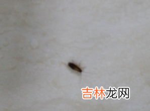 厨房好多蟑螂怎么消灭,厨房蟑螂太多怎么消灭干净