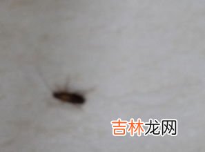 厨房好多蟑螂怎么消灭,厨房蟑螂太多怎么消灭干净