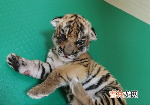 虎宝宝起名大全,虎年宝宝取名大全