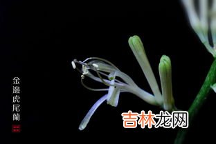 虎皮兰开花什么预兆,虎皮兰开花有什么预兆