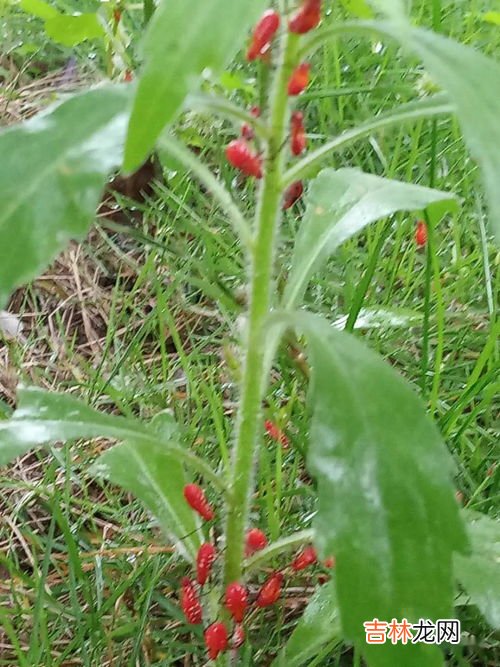 花椒木如何留疙瘩去皮,花椒木怎么把玩