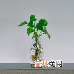 花卉水培和水养的区别,水养小盆栽如何制作，水培花卉的养殖方法