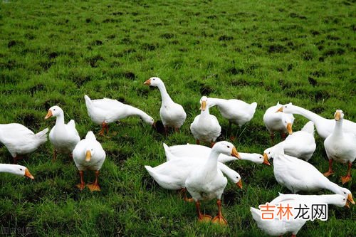 鹅有几条腿,一只鹅有几条腿?