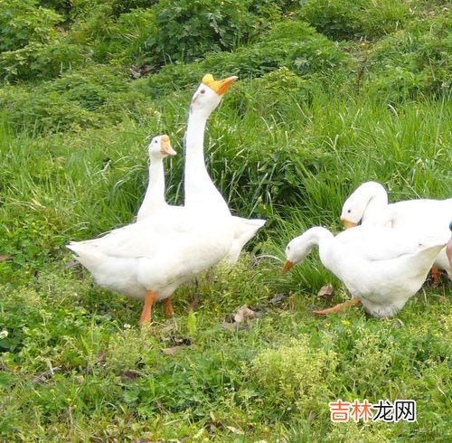 鹅有几条腿,一只鹅有几条腿?