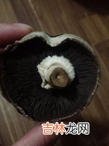 蘑菇发黑了还能不能吃,蘑菇有点发黑还能吃吗