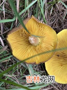 蘑菇发黑了还能不能吃,蘑菇有点发黑还能吃吗